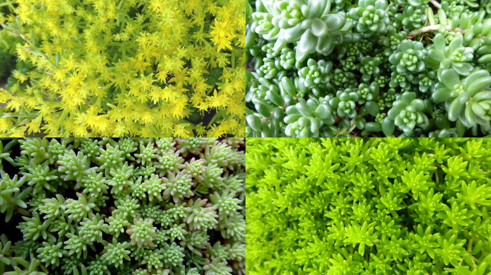 多肉植物群生/okamoku敷地内にて